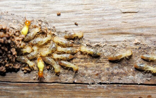 Ticking Time Bombs in Your Walls? Learn How to Stop Termites Before It’s Too Late!