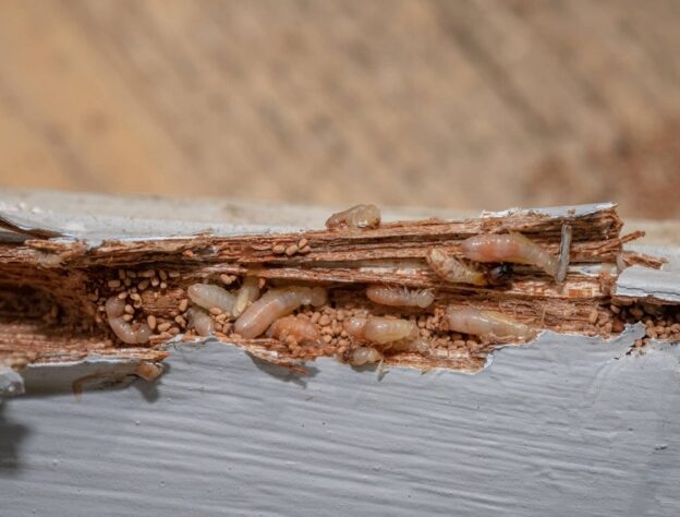 Exploring The Truth —Can Termite Be Harmful?