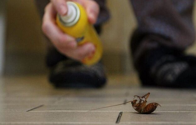 The Dangers of DIY Pest Control: When to Call a Professional