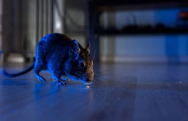 Eight Signs You May Be Sharing Your Living Space with Rodents